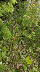 Carex echinata