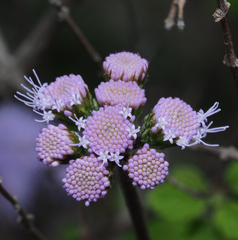 Ageratum tehuacanum
