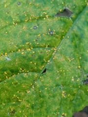 Coleosporium elephantopodis