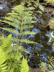 Dennstaedtia punctilobula
