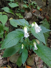 Henckelia anachoreta