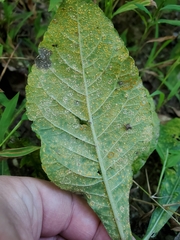 Coleosporium elephantopodis