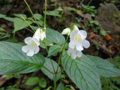 Henckelia anachoreta