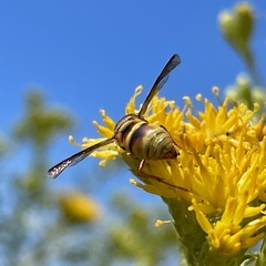 Euodynerus hidalgo