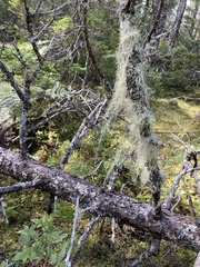 Usnea longissima