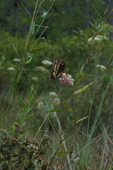 Asclepias rubra