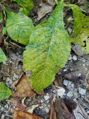 Coleosporium elephantopodis