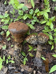Pisolithus tinctorius