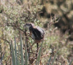 Ammospermophilus harrisii