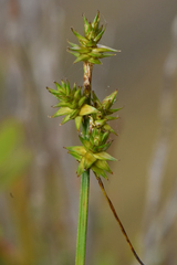 Carex echinata
