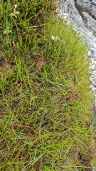 Trichophorum cespitosum