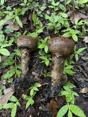 Pisolithus tinctorius