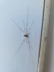 Dicranopalpus ramosus