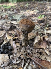 Pisolithus tinctorius