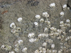 Balanomorpha