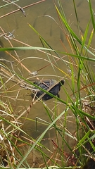 Trachemys scripta elegans