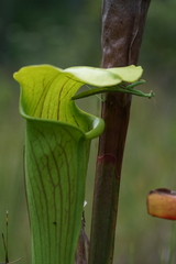 Sarracenia alata