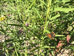 Lycaena phlaeas hypophlaeas