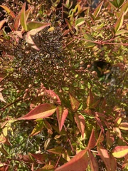 Nandina