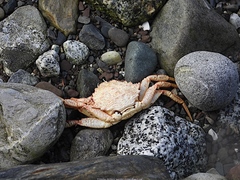 Telmessus cheiragonus