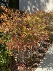 Nandina
