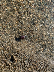 Scaphinotus angusticollis