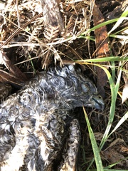 Accipiter cirrocephalus