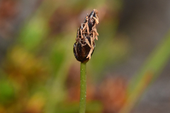 Trichophorum cespitosum