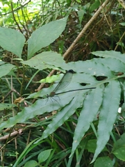 Psolodesmus mandarinus dorothea