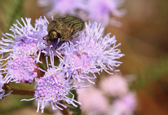 Acmaeodera cuprina