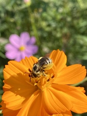 Melissodes microstictus