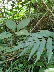 Psolodesmus mandarinus dorothea
