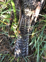 Accipiter cirrocephalus