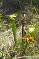 Sarracenia alata