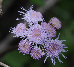 Ageratum tehuacanum