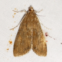 Elophila gyralis