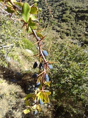 Berberis hispanica