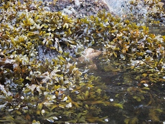 Evasterias troschelii