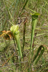 Sarracenia alata