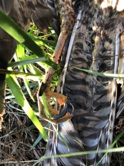 Accipiter cirrocephalus