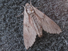 Sphinx morio arestus