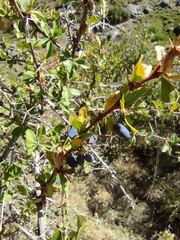 Berberis hispanica