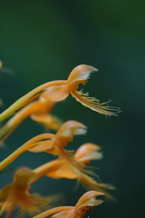 Platanthera chapmanii