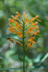 Platanthera chapmanii