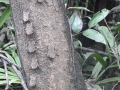 Rhynchonycteris naso