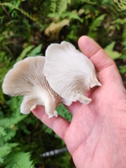 Pleurotus ostreatus