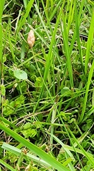 Eleocharis geniculata