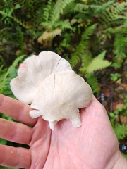 Pleurotus ostreatus