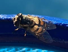 Copestylum marginatum