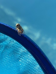 Copestylum marginatum